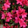 Rhododendron 'Vuyk's Scarlet' (Azalea Group) -Garden Plants Shop RHOD TKA1370 A