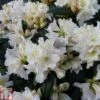 Rhododendron 'Dora Amateis' -Garden Plants Shop RHOD TKA1400 A