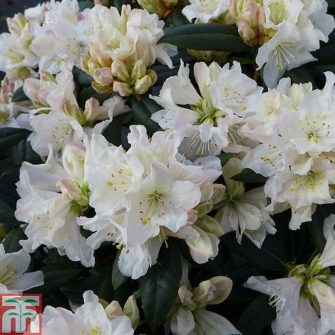 Rhododendron 'Dora Amateis' 3 Rhododendron 'Dora Amateis'