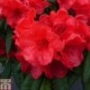 Rhododendron 'Elizabeth Red Foliage' -Garden Plants Shop RHOD TKA1406 A