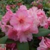 Rhododendron 'Virginia Richards' -Garden Plants Shop RHOD TKA1488 A