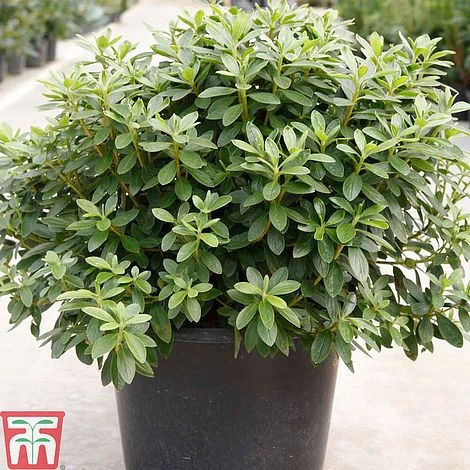 Rhododendron 'Luzi' 3 Rhododendron 'Luzi'