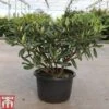 Rhododendron 'Tortoiseshell Orange' -Garden Plants Shop RHOD TKA3464 A
