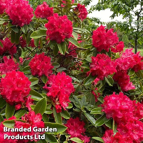 Rhododendron 'Markeetas Prize' 3 Rhododendron 'Markeetas Prize'