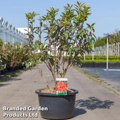 Rhododendron 'Nabucco' (Azalea Group) -Garden Plants Shop RHOD NABUCC18L