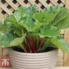 Rhubarb 'Sanvitos® Summer' -Garden Plants Shop RHUBARB 2