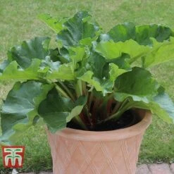 Rhubarb 'Sanvitos® Summer' 7 Rhubarb 'Sanvitos® Summer' -Garden Plants Shop RHUBARB 31