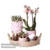 Romantic Pink Phalaenopsis Arrangement -Garden Plants Shop ROMA PINKPHALA S49566