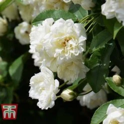 Rose Banksiae Var. Banksiae (Climbing Rose)