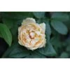 Rose 'Buff Beauty' -Garden Plants Shop ROSA T68465 A h
