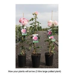 Rose 'Eden Rose 88' -Garden Plants Shop ROSA T68469 B h
