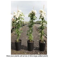 Rose 'Guirlande D'Amour' 7 Rose 'Guirlande D'Amour' -Garden Plants Shop ROSA T68479 B h