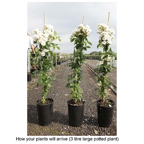 Rose 'Guirlande D'Amour' 5 Rose 'Guirlande D'Amour' - Image 3