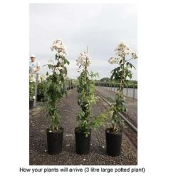 Rose 'Guirlande Rose' -Garden Plants Shop ROSA T68481 B h