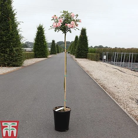 Rose 'Cicero' (Patio Rose) 3 Rose 'Cicero' (Patio Rose)