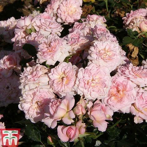 Rose 'Cicero' (Patio Rose) 4 Rose 'Cicero' (Patio Rose) - Image 2