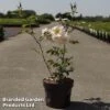 Rose 'Above And Beyond' (Climbing Rose) -Garden Plants Shop ROSA ABOVEBE3L