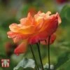 Rose 'Climbing Masquerade' -Garden Plants Shop ROSE T11937P B