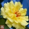 Rose 'Golden Showers' (Climbing) 2 Rose 'Golden Showers' (Climbing) -Garden Plants Shop ROSE T11938P A