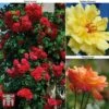 Rose 'Climbing Collection' -Garden Plants Shop ROSE T11940P A