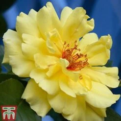 Rose 'Climbing Collection' -Garden Plants Shop ROSE T11940P B