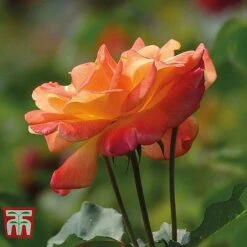 Rose 'Climbing Collection' -Garden Plants Shop ROSE T11940P D