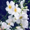 Rose 'Wedding Day' (Rambling Rose) -Garden Plants Shop ROSE T79078 A h
