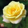 Rose 'Laura Ford' (Climbing Rose) -Garden Plants Shop ROSE T80130 A1