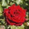 Rose 'Love Knot' (Climbing Rose) -Garden Plants Shop ROSE T80131 A