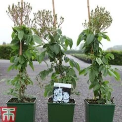 Rose 'Bobbie James' (Rambling Rose) -Garden Plants Shop ROSE TKA3470 A