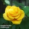 Rose 'Golden Wedding' (Floribunda Rose) -Garden Plants Shop ROSE GOLDENWED L33789