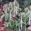 Rostrinucula Dependens 'Happy Cascade' -Garden Plants Shop ROST TKA3494 A