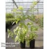 Raspberry 'Groovy' (Autumn Fruiting) -Garden Plants Shop RUBU GROOVY S46078