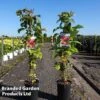 Raspberry 'Zeva Herbsternte' (Autumn Fruiting) -Garden Plants Shop RUBU ZEFAHERBS S46079