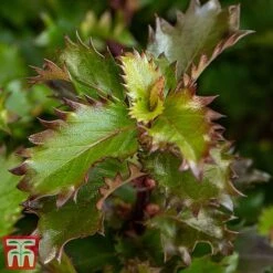 Ilex 'Little Rascal' -Garden Plants Shop Rascal