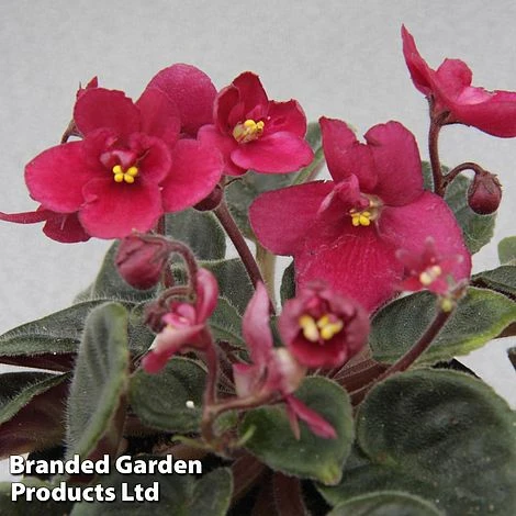 Saintpaulia 'Lucky Ladybug' 3 Saintpaulia 'Lucky Ladybug'