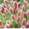 Salix Gracilistyla 'Mount Aso' -Garden Plants Shop SALI TKA2997 A