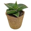 Samurai Dwarf Snake Plant - Rare Houseplant - 6cm Pot - Sansevieria Samurai -Garden Plants Shop SAM