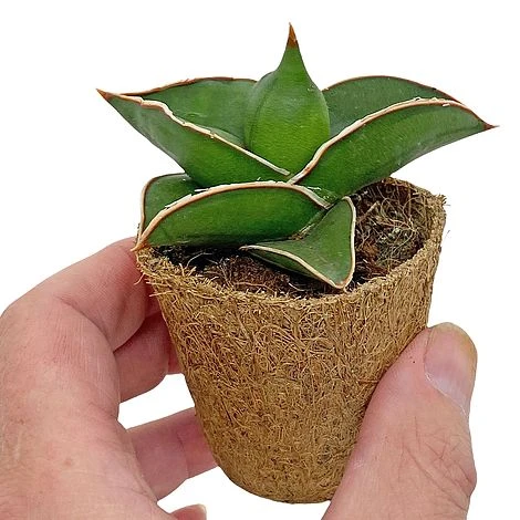 Samurai Dwarf Snake Plant - Rare Houseplant - 6cm Pot - Sansevieria Samurai 5 Samurai Dwarf Snake Plant - Rare Houseplant - 6cm Pot - Sansevieria Samurai - Image 3