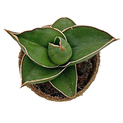 Samurai Dwarf Snake Plant - Rare Houseplant - 6cm Pot - Sansevieria Samurai 6 Samurai Dwarf Snake Plant - Rare Houseplant - 6cm Pot - Sansevieria Samurai - Image 4