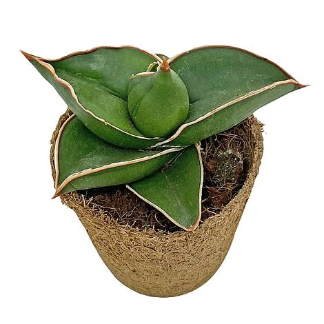 Samurai Dwarf Snake Plant - Rare Houseplant - 6cm Pot - Sansevieria Samurai 7 Samurai Dwarf Snake Plant - Rare Houseplant - 6cm Pot - Sansevieria Samurai - Image 5