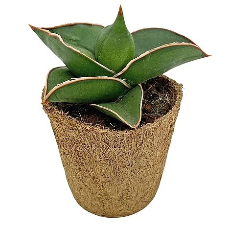 Samurai Dwarf Snake Plant - Rare Houseplant - 6cm Pot - Sansevieria Samurai 3 Samurai Dwarf Snake Plant - Rare Houseplant - 6cm Pot - Sansevieria Samurai