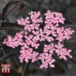 Sambucus Nigra F. Porphyrophylla 'Black Beauty' 17 Sambucus Nigra F. Porphyrophylla 'Black Beauty' -Garden Plants Shop SAMB T62079 A