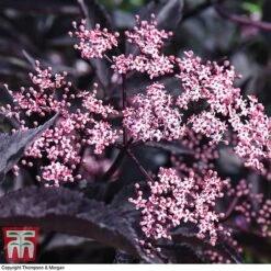 Sambucus Nigra F. Porphyrophylla 'Black Beauty' 14 Sambucus Nigra F. Porphyrophylla 'Black Beauty' -Garden Plants Shop SAMB T62079 E