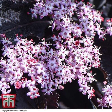 Sambucus Nigra F. Porphyrophylla 'Black Beauty' 5 Sambucus Nigra F. Porphyrophylla 'Black Beauty' - Image 3