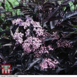 Sambucus Nigra F. Porphyrophylla 'Black Beauty' 13 Sambucus Nigra F. Porphyrophylla 'Black Beauty' -Garden Plants Shop SAMB T62079 G