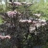 Sambucus Nigra F. Porphyrophylla 'Eva' 1 Sambucus Nigra F. Porphyrophylla 'Eva' -Garden Plants Shop SAMB T62080 A h