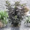 Sambucus Nigra F. Porphyrophylla 'Black Tower' -Garden Plants Shop SAMB T62582 A h