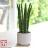 Sansevieria Cylindrica 'Straight' -Garden Plants Shop SANS KB1128 A