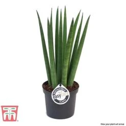 Sansevieria Cylindrica 'Straight' -Garden Plants Shop SANS KB1128 C